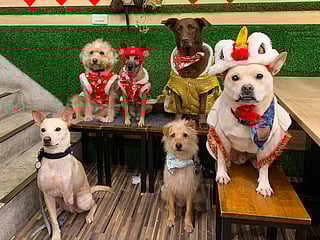 Paw-sitively unique: Rescue dogs bring you the menu at this cafe in Taiwan 