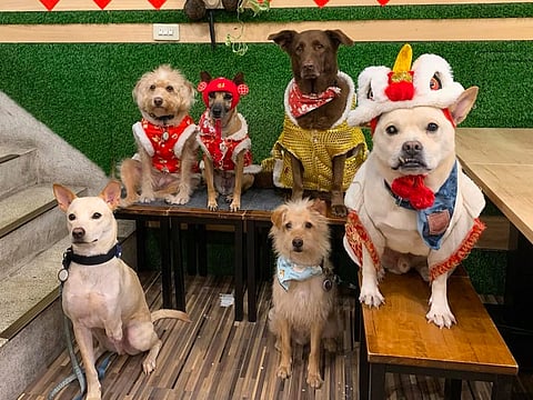 Customers at the Bring Wang Hope Cafe are advised to not feed the dogs any other food, other than their treats which are placed in the bag.
