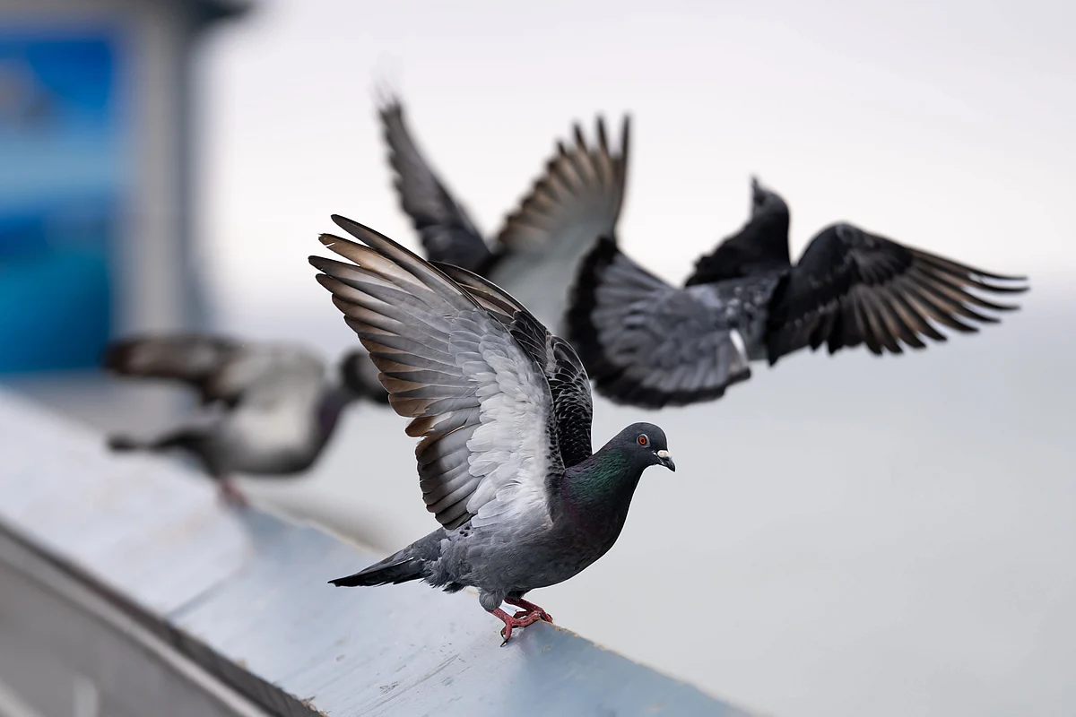New guide to manage birds