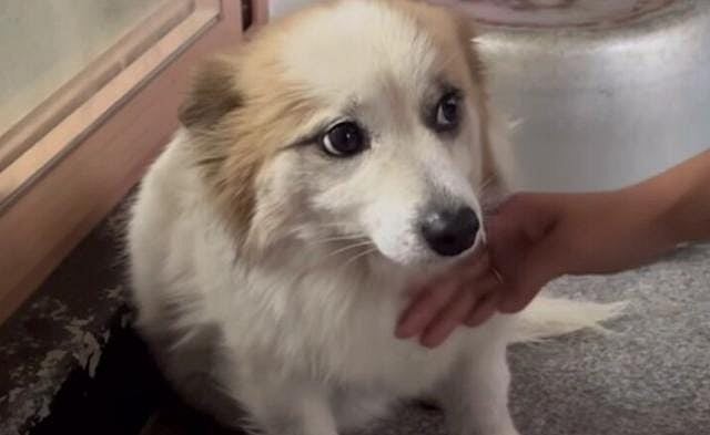 Pudding, the abandoned pet dog