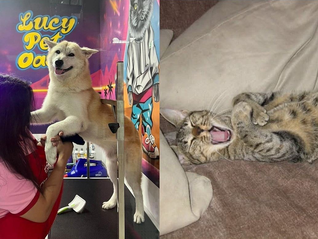 Saving, rehoming and healing abandoned and possibly traumatised animals isn’t easy: But the reward is fulfilling.