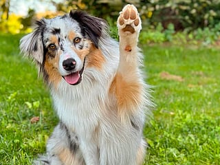 Meet Promise, the Australian Shepherd who masters every household chore