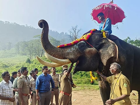 Elephant Pongal was celebrated with great enthusiasm  at the Theppakadu Elephant Camp in the Mudumalai Tiger Reserve.
