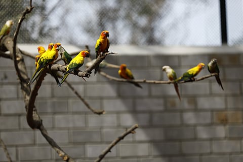 Tanjore Rajali Bird Park emerges as top tourist attraction in Thanjavur 