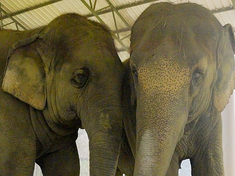 The elephants have been “freed from the exploitative logging industry”, according to the Vantara Animal Rescue Centre. 