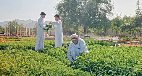 The Hatta Farming Festival is part of the Hatta Winter initiative.