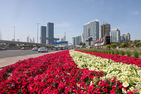 Flowers are in full bloom across Dubai. The perfect winter weather and vivid colours are complementing the beauty of many landmarks. 