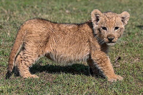 A lion cub confiscated from Pakistani YouTube star Rajab Butt, is pictured at a safari zoo in Lahore on January 28, 2025.  