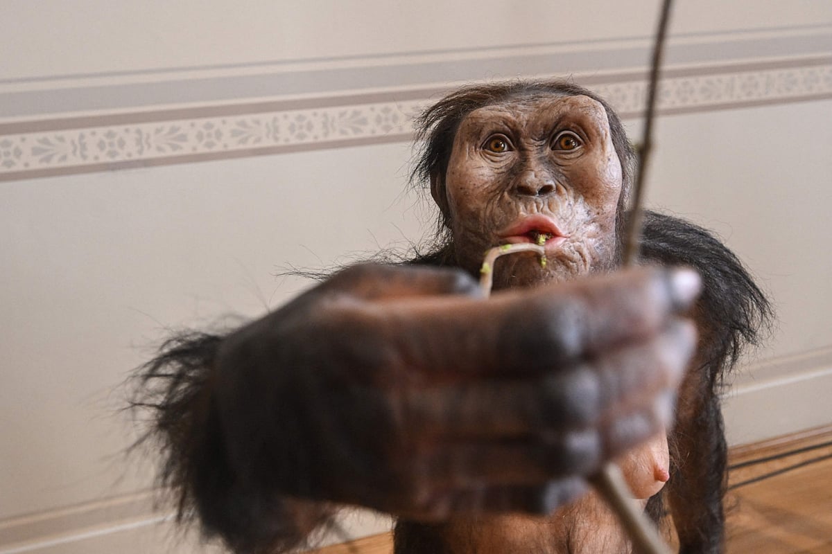 The hyperrealistic artistic reconstruction of the female Austrolopithecus afarensis (Lucy), based on finds from Hadar, Ethiopia, in the National Museum of Prague on February 4, 2025 in Prague, is pictured on the sidelines of a  press conference.