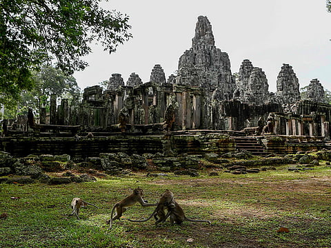Macaque monkeys next to Bayon Temple in Angkor Park in Siem Reap province. 