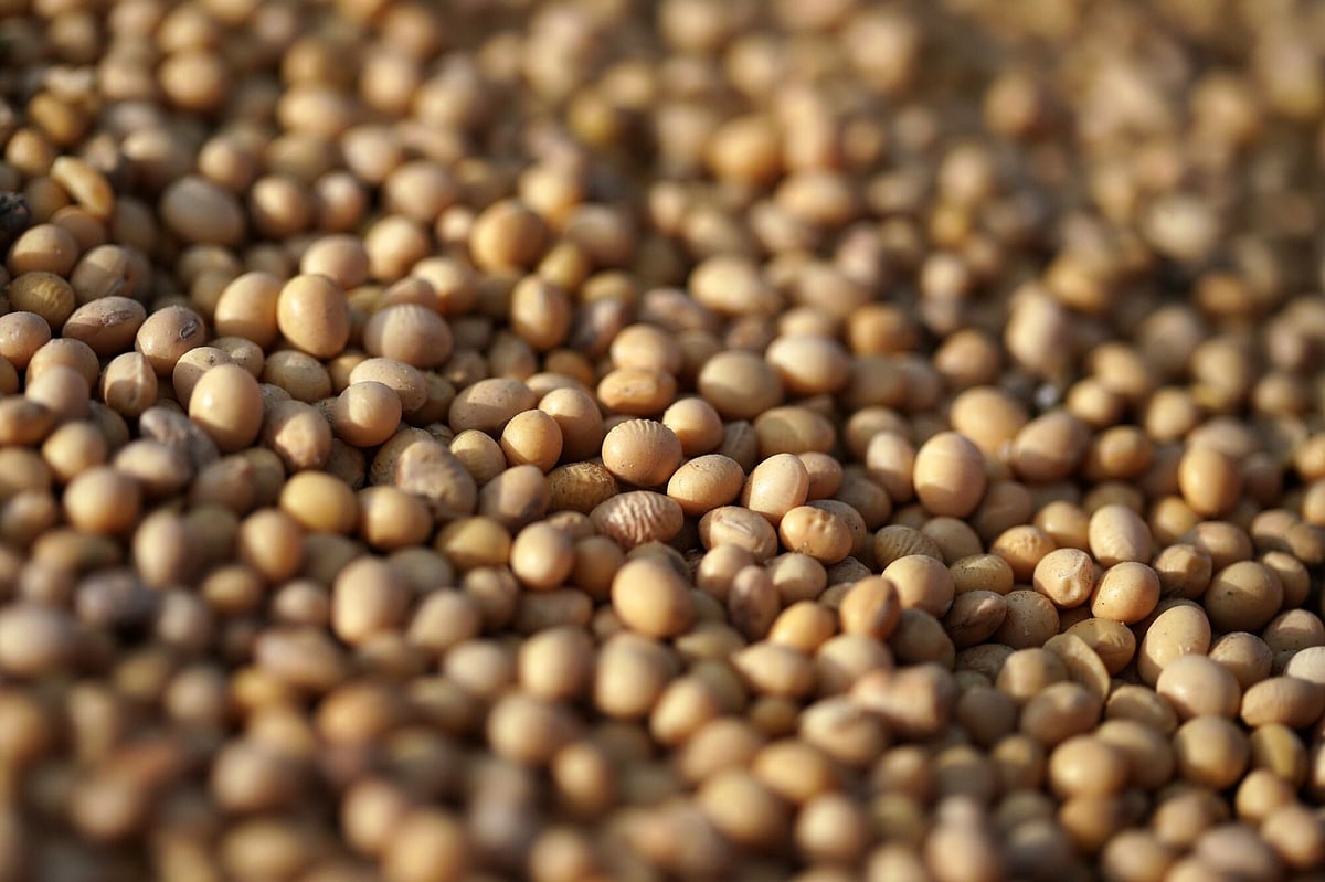 The ghee was found to be adulterated with soybean oil and interesterified vegetable fat. Illustrative image.