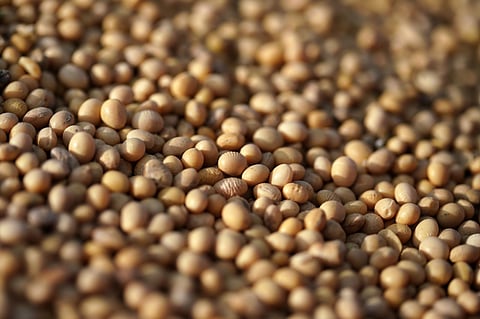The ghee was found to be adulterated with soybean oil and interesterified vegetable fat. Illustrative image.