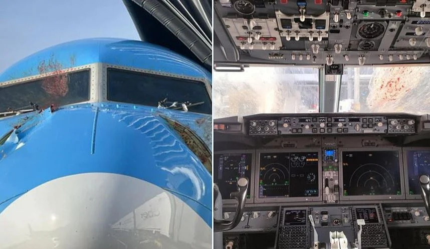 A jet that smashed with two swans sustained a punctured fuselage and was compelled to make an emergency landing.