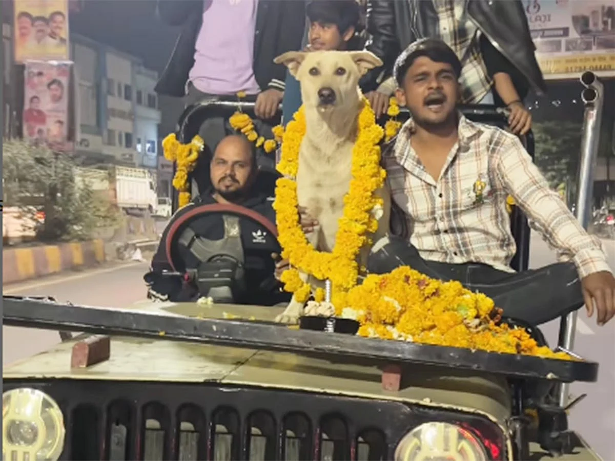 The heartwarming act has not only won over the internet but also served as a reminder of the love and compassion that stray animals deserve.