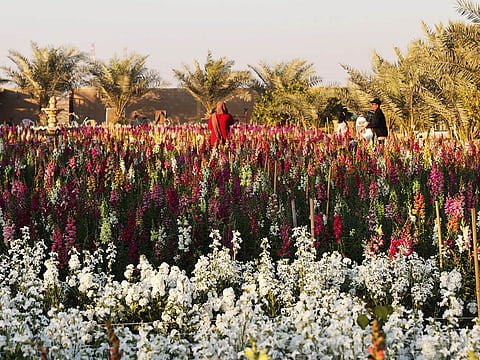 The Flower Farm in Abu Dhabi is the city’s newest floral haven, offering a breathtaking escape for nature lovers, photography enthusiasts, and anyone searching for a tranquil retreat. 