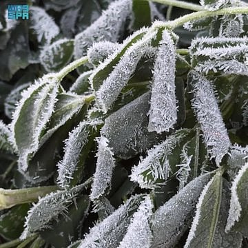 The extreme cold has left a visible mark, as frost crystals were seen accumulating on plants early Monday.