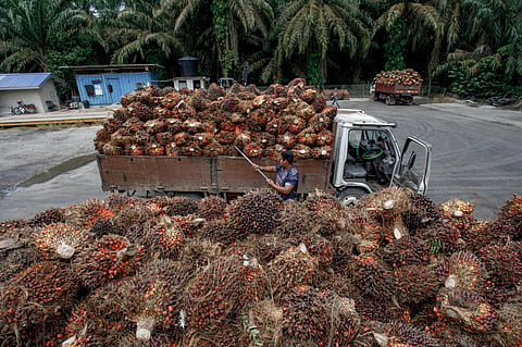 A palm oil fruit harvest.