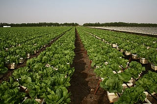 A Mirak farm in Al Ain, UAE.