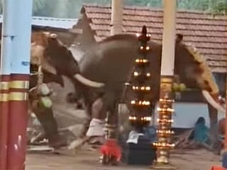 Video: Three killed, over 20 injured as elephants run amok in Kerala