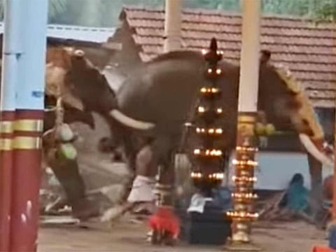 Video: Three killed, over 20 injured as elephants run amok in Kerala