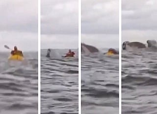 Video: The moment a humpback whale gulps man in Chile, spits him out