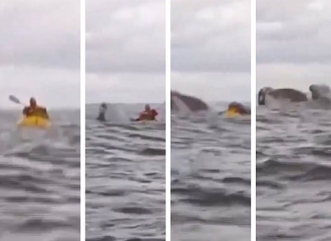 Adrian Simancas was paddling off the Patagonian city of Punta Arenas on Saturday when the giant baleen surged out of the water swallowing him and his yellow kayak whole. 