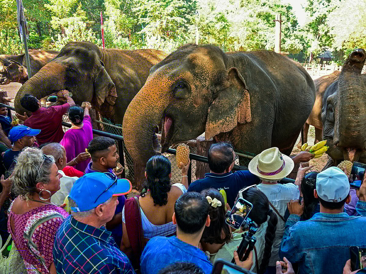 Visitors feed fruits to elephants at the Pinnawala Elephant Orphanage in Pinnawala.