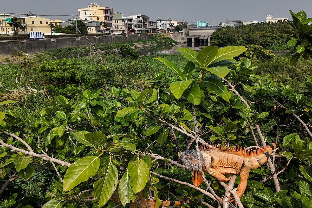 This photo taken on February 11, 2025 shows iguanas in trees next to a residential area in Pingtung.