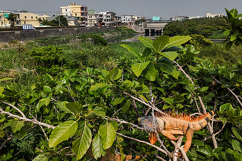 This photo taken on February 11, 2025 shows iguanas in trees next to a residential area in Pingtung.
