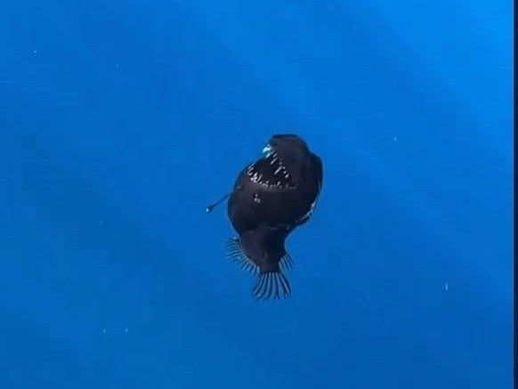 The anglerfish, known for its eerie, bioluminescent lure used to attract prey, has now become a symbol of empathy, vulnerability and strange beauty of the deep sea.