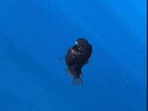 The anglerfish, known for its eerie, bioluminescent lure used to attract prey, has now become a symbol of empathy, vulnerability and strange beauty of the deep sea.