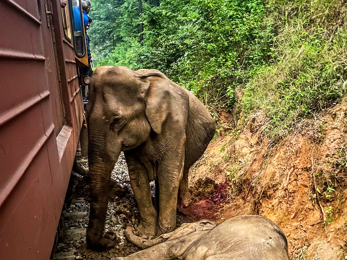 The accident scene at Habarana in eastern Sri Lanka on February 20, 2025, which killed six elephants.