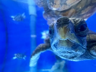 Dubai Turtle Rehabilitation Project rescues rare baby loggerhead