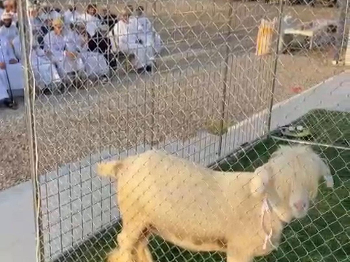 Livestock represents an important source of income for many owners and breeders of livestock.