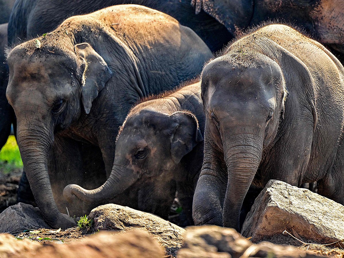 Elephants stroll across the Pinnawala Elephant Orphanage in Pinnawala on February 16, 2025. 
