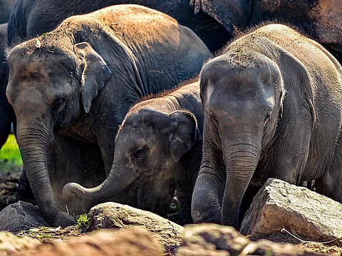 Elephants stroll across the Pinnawala Elephant Orphanage in Pinnawala on February 16, 2025. 