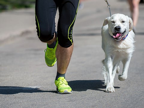 The Paw Power Challenge is a 2.5km dog race that will take participants across the pet-friendly Expo City, passing through the Al Wasl Plaza. 