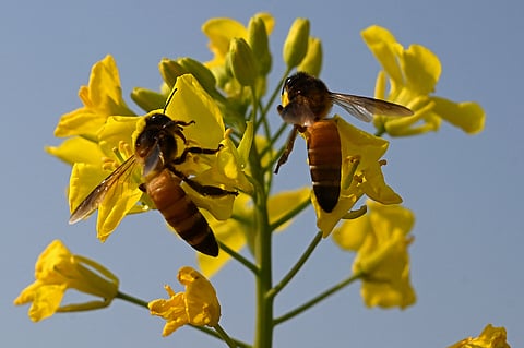 Hhoneybees collecting nectar from mustard flowers near a honeybee farm at Lak Mor village in Sargodha district of Punjab province.