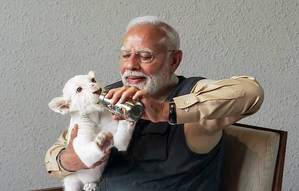 Prime Minister Narendra Modi feeds a White Lion Cub while visiting the wildlife rescue, rehabilitation, and conservation centre Vantara in Jamnagar on Tuesday. Modi inaugurated Vantar, which was established by Reliance Industries Ltd (RIL) and Reliance Foundation.