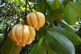 Deadly side effects: France warns against weight loss supplements using Malabar tamarind