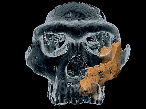 The fossilised upper jawbone and partial cheekbone of Pink were discovered at the Atapuerca archaeological site in northern Spain in 2022.