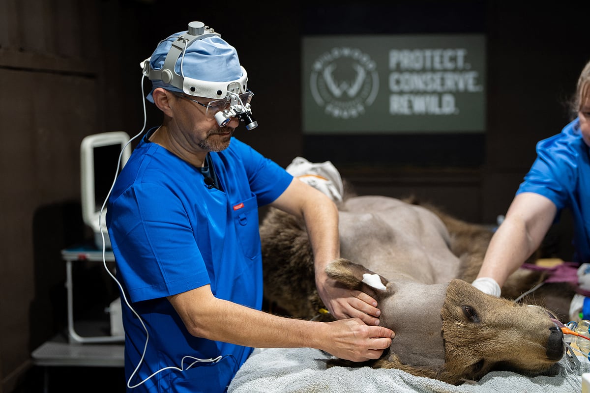 A bear cub that underwent pioneering life-saving brain surgery has come out of hibernation and appears to have made a "remarkable" recovery, UK zoo chiefs said on Thursday.
