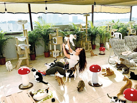 Dina Taji offers a lifeline for stray cats
