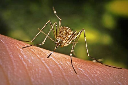 This initiative aims to implement a comprehensive, long-term study covering all regions to better understand and address the spread of the disease in the country.