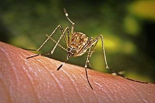 Saudi Arabia to carry out extensive survey of dengue fever