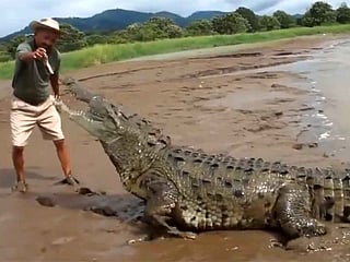 Courage or recklessness? Viral video shows man hand-feeding giant crocodile as if it’s a pet