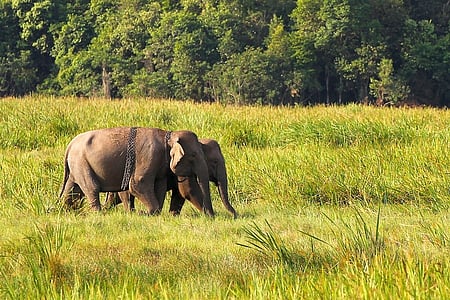 Listed as endangered on the IUCN Red List, Asian elephants are some of the largest mammals on the planet.