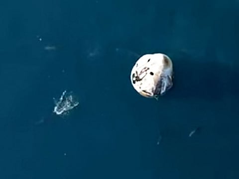 Dolphins swimming around the Dragon capsule with the SpaceX Crew-9 astronauts aboard after splashdown.