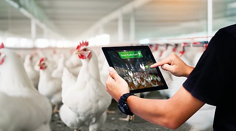 Tech-driven transformation in the UAE's poultry sector