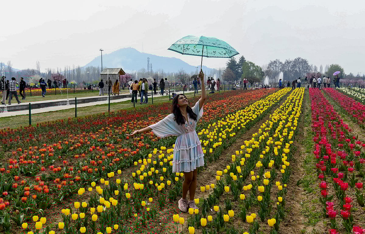 Nestled between the Dal Lake and the Zabarwan Hills, Asia's most extensive tulip garden opened for the public on Wednesday, marking the beginning of a new tourism season in the Kashmir Valley.